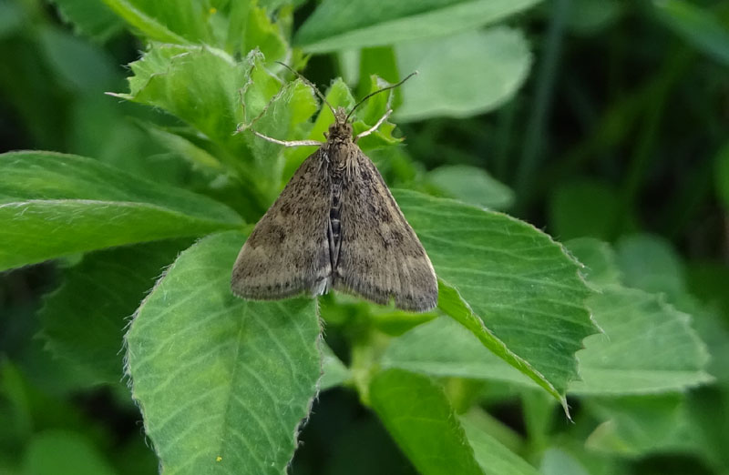 Pyrausta despicata - Crambidae